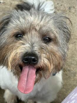 Shih Tzu Dogs Available for Adoption in Warren, New Jersey - Lunna | PetCurious