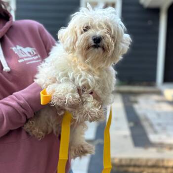Pisa -  Maltese Dog for Adoption in Campton Hills, Illinois - Pisa | PetCurious