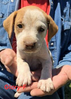 Cattle Dog Dogs Available for Adoption in Palos Heights, Illinois - Glory | PetCurious