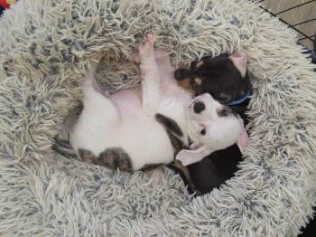 Henley - Hattie -  American Bulldog Dog for Adoption in Lakeland, Florida - Henley - Hattie | PetCurious