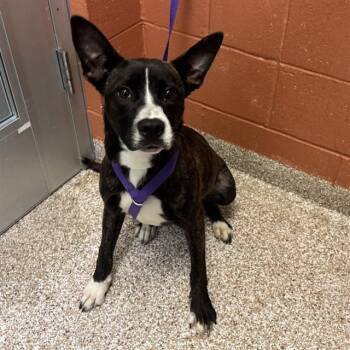 HARLEY PARTON -  Border Collie and Mixed Breed Dog for Adoption in Pueblo, Colorado - HARLEY PARTON | PetCurious