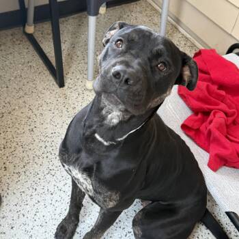 Marcy -  Mixed Breed Dog for Adoption in Oxford, Michigan - Marcy | PetCurious