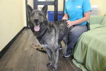 Emmie -  German Shepherd Dog and Mixed Breed Dog for Adoption in Chestertown, Maryland - Emmie | PetCurious