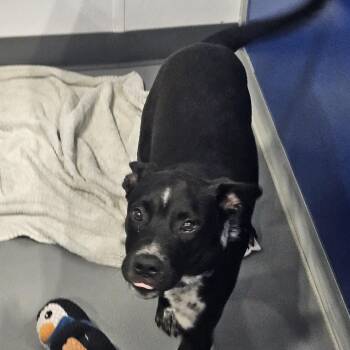 Earl -  Australian Cattle Dog Blue Heeler Dog for Adoption in Kalamazoo, Michigan - Earl | PetCurious