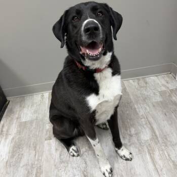 Huckleberry -  Labrador Retriever and Great Pyrenees Dog for Adoption in Urbana, Ohio - Huckleberry | PetCurious