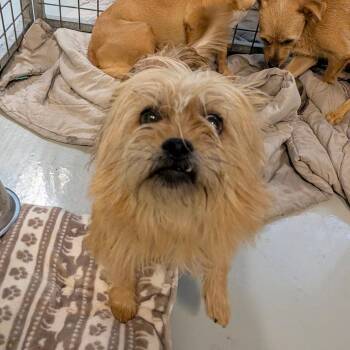 Kimichi -  Brussels Griffon Dog for Adoption in Chico, California - Kimichi | PetCurious