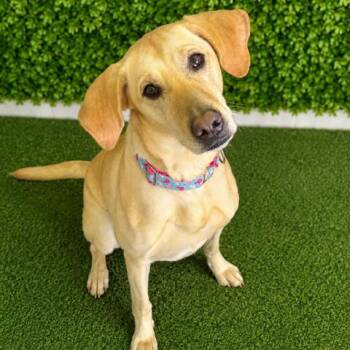 Brook -  Labrador Retriever and Mixed Breed Dog for Adoption in Hopkinton, Massachusetts - Brook | PetCurious