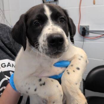 Ace -  Pointer and Mixed Breed Dog for Adoption in Hattiesburg, Mississippi - Ace | PetCurious