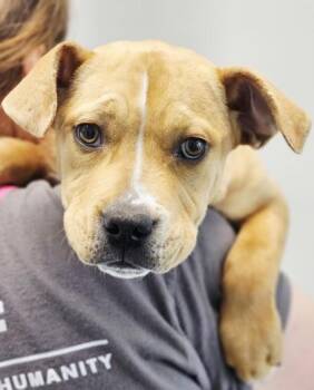 Mixed Breed Dogs Available for Adoption in West Chester, Pennsylvania - Louis FKA Puppy 2 | PetCurious