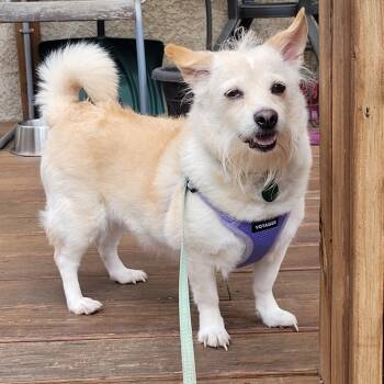 Rescue Mixed Breed Dogs for Adoption in Buffalo, Minnesota - Elowen | PetCurious