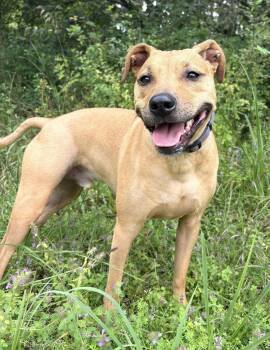 Stink -  Black Mouth Cur and Terrier Dog for Adoption in Mendham, New Jersey - Stink | PetCurious