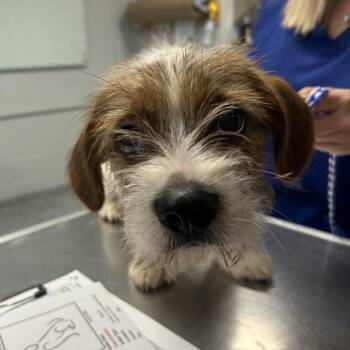 Gandolph -  Mixed Breed Dog for Adoption in Greenville, South Carolina - Gandolph | PetCurious