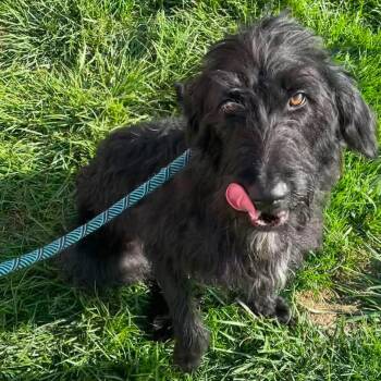 Banana Split -  Irish Wolfhound Dog for Adoption in Plainfield, Illinois - Banana Split | PetCurious