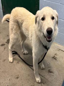 Rescue Labrador Retriever and Great Pyrenees Dogs for Adoption in Woodland, California - *GINKGO | PetCurious