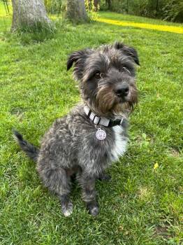 Edwin -  Terrier Dog for Adoption in Alden, New York - Edwin | PetCurious