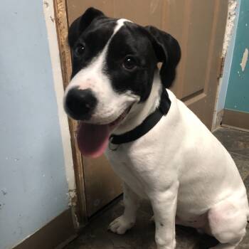 Rescue Pit Bull Terrier Dogs for Adoption in Lenexa, Kansas - Ace | PetCurious