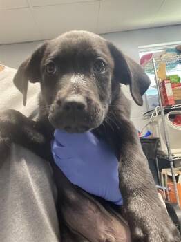 Labrador Retriever and Mixed Breed Dogs Available for Adoption in Tallahassee, Florida - OTTO | PetCurious