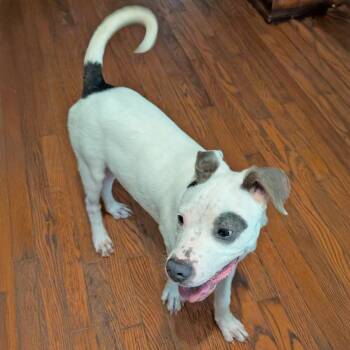 Rescue Pit Bull Terrier and Bull Terrier Dogs for Adoption in Somerset, Kentucky - Balboa S | PetCurious