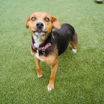 Rescue Mixed Breed Dogs for Adoption in Jackson, Wyoming - Nutmeg | PetCurious