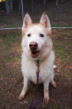 Lola -  Siberian Husky Dog for Adoption in Floyd, Virginia - Lola | PetCurious