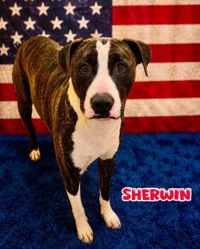 Sherwin -  Mixed Breed Dog for Adoption in Flint, Michigan - Sherwin | PetCurious