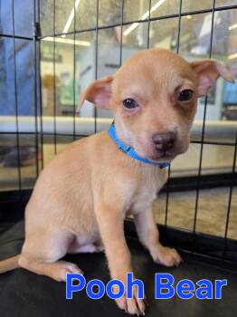 Chihuahua Dogs Available for Adoption - Pooh Bear | PetCurious
