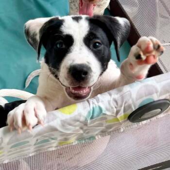 Flo LH -  Cattle Dog and Plott Hound Dog for Adoption in Austin, Texas - Flo LH | PetCurious