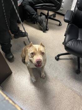 American Bulldog Dogs Available for Adoption in Troy, Ohio - Nina | PetCurious