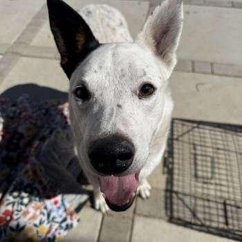 Australian Shepherd Dogs Available for Adoption - Bruno  | PetCurious