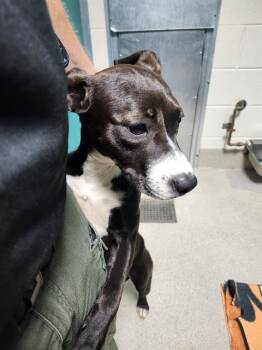 CARLY -  Pit Bull Terrier and Mixed Breed Dog for Adoption in Newton, North Carolina - CARLY | PetCurious