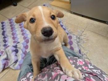 Cattle Dog and Mixed Breed Dogs Available for Adoption - Louie | PetCurious