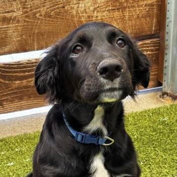 Kyler -  Labrador Retriever and Mixed Breed Dog Available for Adoption in Merriam, Kansas - Kyler | PetCurious