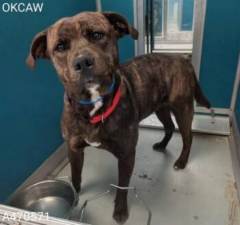 Pit Bull Terrier and Chow Chow Dogs Available for Adoption - REX | PetCurious