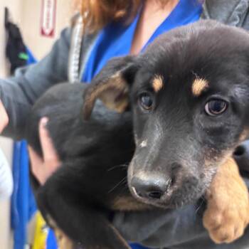 German Shepherd Dog Dogs Available for Adoption in Goleta, California - Pigpen | PetCurious