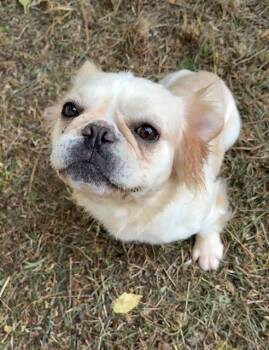 French Bulldog Dogs Available for Adoption in Grass Valley, California - Shelby | PetCurious