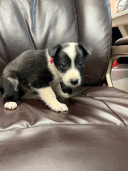 Supersonic -  Border Collie and Shepherd Dog for Adoption in Carson City, Nevada - Supersonic | PetCurious