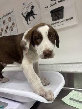 Rebar -  Pit Bull Terrier Dog for Adoption in Oakland, California - Rebar | PetCurious