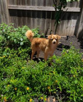 COLBY -  Chihuahua and Cocker Spaniel Dog for Adoption in Katy, Texas - COLBY | PetCurious
