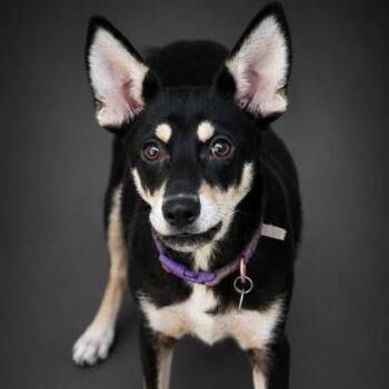 Bear Bear -  Terrier and Mixed Breed Dog for Adoption in Allentown, Pennsylvania - Bear Bear | PetCurious