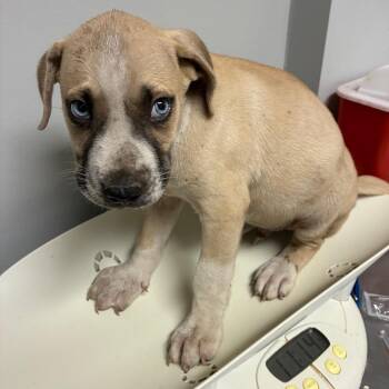 Bristol -  Mixed Breed Dog for Adoption in Chattanooga, Tennessee - Bristol | PetCurious