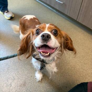 Kash -  Cavalier King Charles Spaniel Dog for Adoption in Council Bluffs, Iowa - Kash | PetCurious