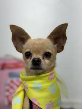 King-One of our Amazing Rescue Dogs -  Chihuahua and Mixed Breed Dog for Adoption in Carlsbad, California - King-One Of Our Amazing Rescue Dogs | PetCurious