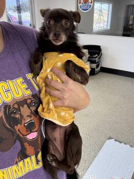 Nona -  Chihuahua Dog for Adoption in Blue Springs, Missouri - Nona | PetCurious