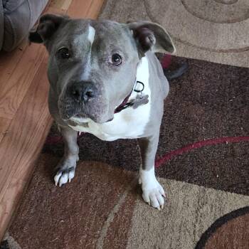 Violet -  American Staffordshire Terrier Dog for Adoption in Chattanooga Valley, Georgia - Violet | PetCurious