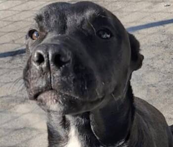 Terrier Dogs Available for Adoption - Vito | PetCurious