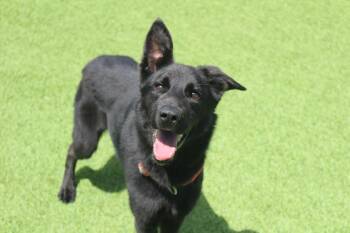 Wednesday -  German Shepherd Dog and Mixed Breed Dog for Adoption in Chestertown, Maryland - Wednesday | PetCurious