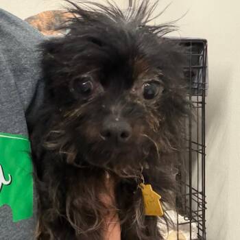 Bindi -  Yorkshire Terrier and Mixed Breed Dog for Adoption in Lake Jackson, Texas - Bindi | PetCurious