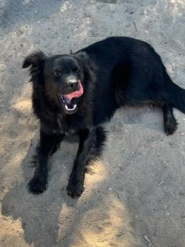 Australian Shepherd and Mixed Breed Dogs Available for Adoption in Palm Desert, California - BASS | PetCurious