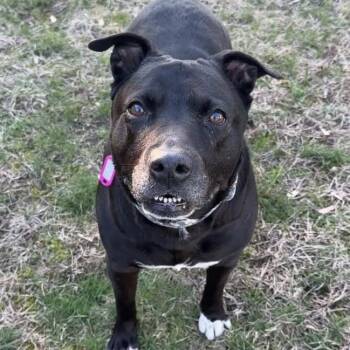 PRISS -  Labrador Retriever Dog for Adoption in Cranston, Rhode Island - PRISS | PetCurious