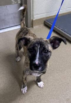 Shepherd and Mixed Breed Dogs Available for Adoption in Irving, Texas - Mandy | PetCurious